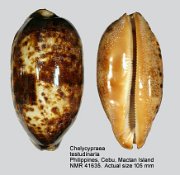Chelycypraea testudinaria (6)